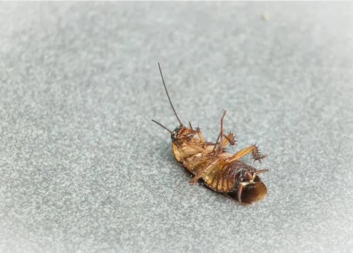 Expert Roach Control in Fort Myers, FL