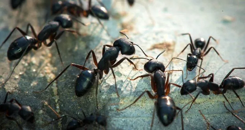 Expert Ant Control in Fort Myers, FL