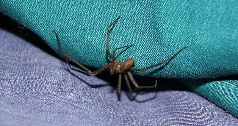 Spider Control in Cape Coral, FL