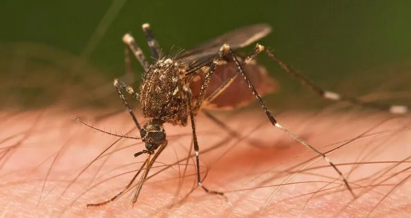 Mosquito and Flea Control in Fort Myers, FL