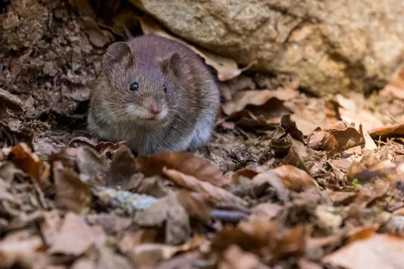 Rats and Mice Exterminators in Fort Myers, FL