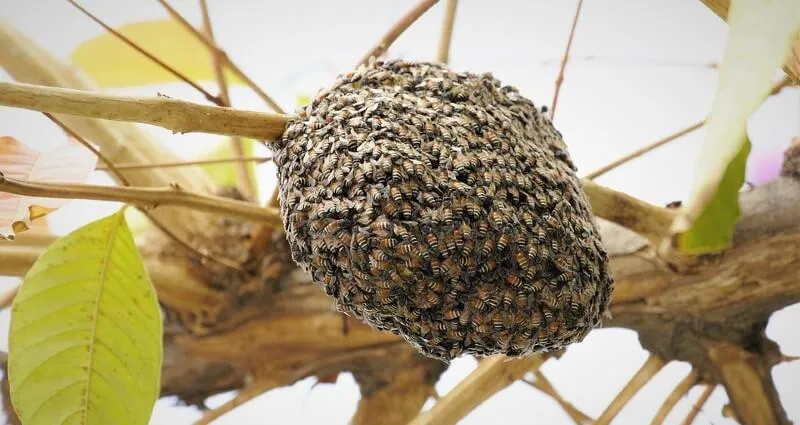 Bee Control in Cape Coral, FL