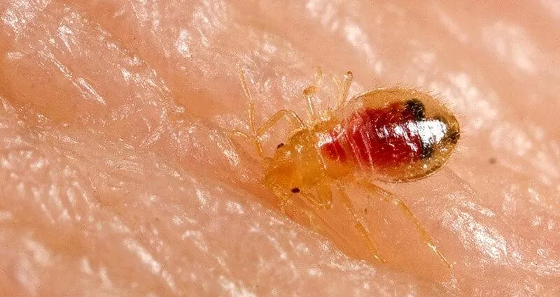 Bed Bug Exterminator in Cape Coral, Florida