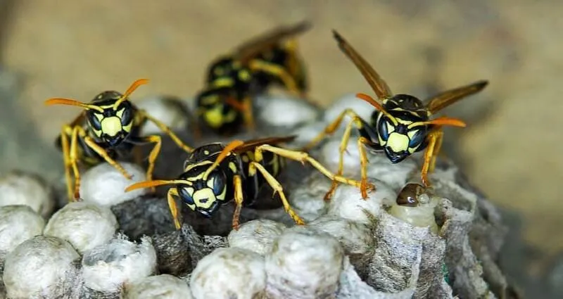 Wasp Control in Cape Coral, FL