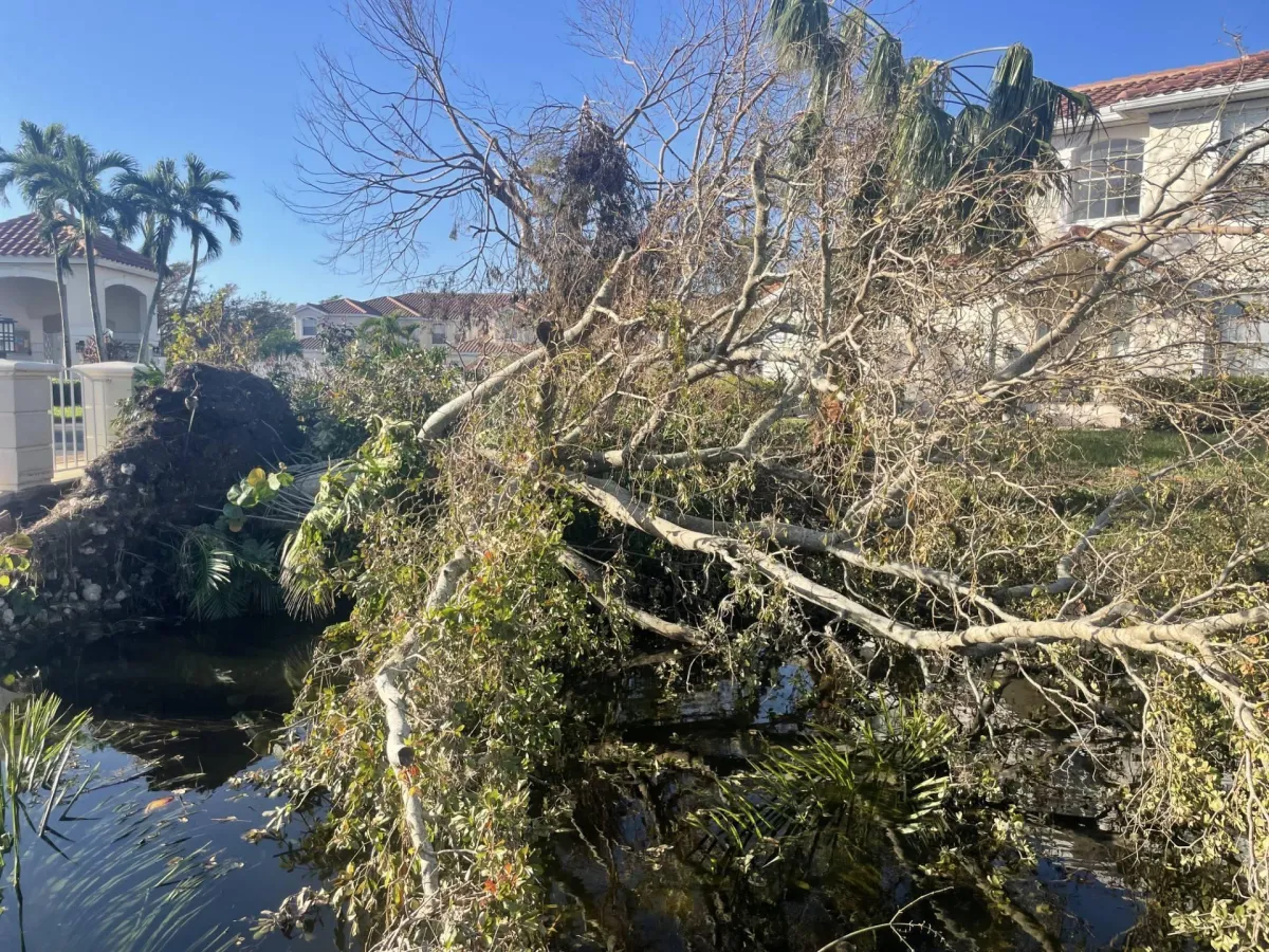 Storm-Triggered Pest Issues in Fort Myers, FL