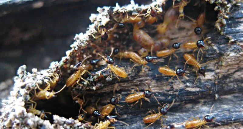Expert Termite Control in Fort Myers, FL