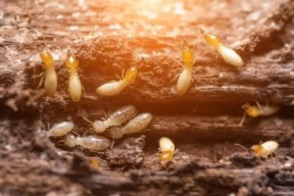 Why Does Termite Treatment Cost More in Some Homes?