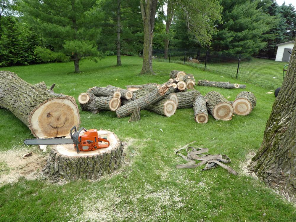 Tree Removal in Fort Myers, FL