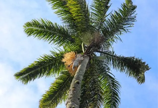 Palm Tree Trimming in Fort Myers, FL