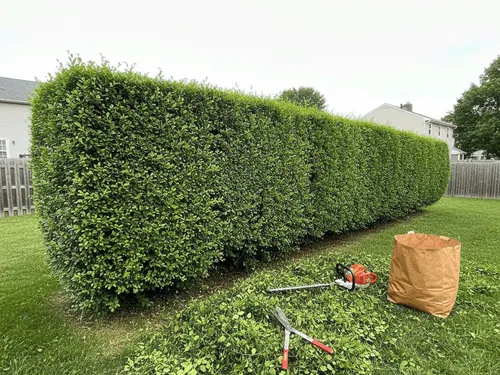 Hedge Pruning in Brentwood, NY