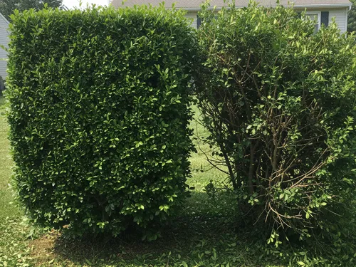 Weekly Lawn Maintenance Brentwood, NY