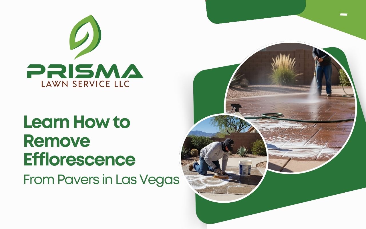 sealing pavers after cleaning to prevent efflorescence in Las Vegas