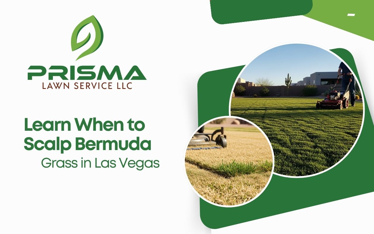 spring bermuda lawn care showing when to scalp bermuda grass in Las Vegas