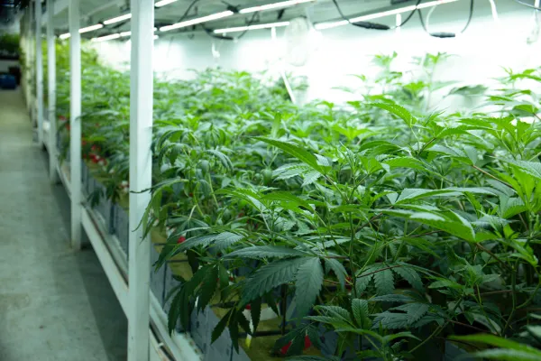 cultivator growing room