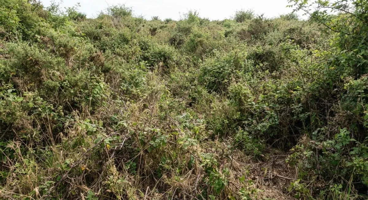 Dense brush, wild vegetation, and overgrown lot prior to land clearing
