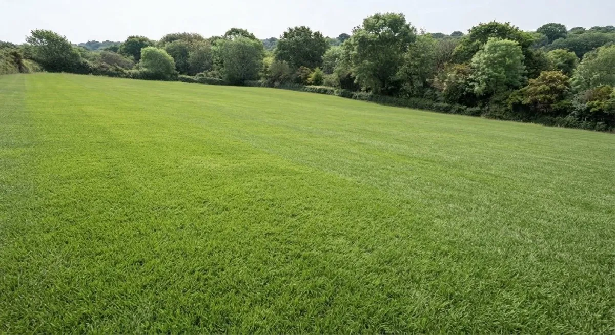 Lush vibrant green lawn newly installed with freshly rolled sod