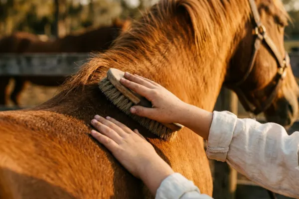 Why I Brought Horses Into My Practice — And What They Do That I Can't