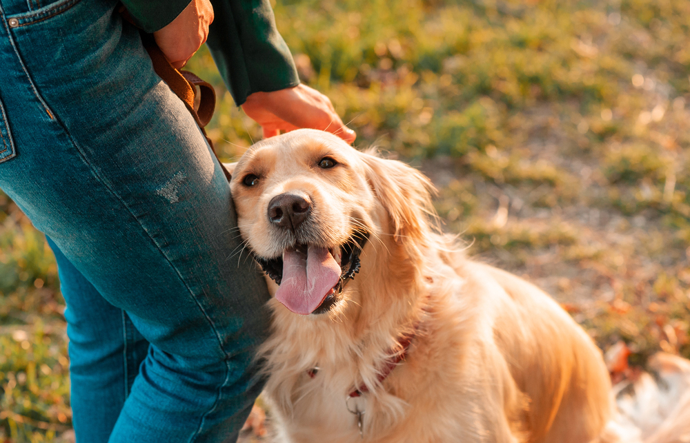 A Golden Retriever dog leaning happily against a woman's leg while the woman reaches down to pet the dog's head.  They are standing on a green grass field on a sunny day.