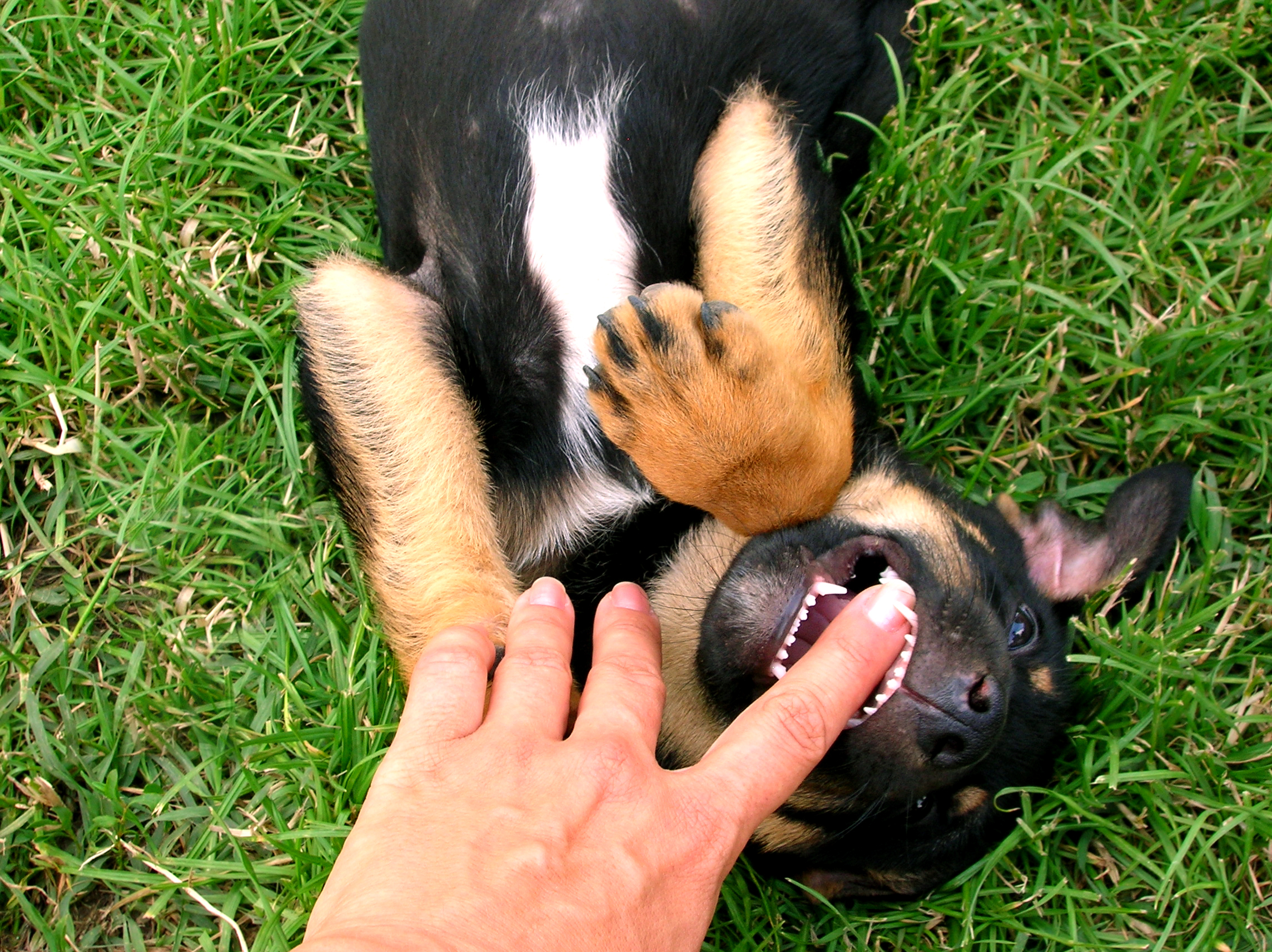 A puppy cute puppy lying on back on green grass, biting at the finger of a woman