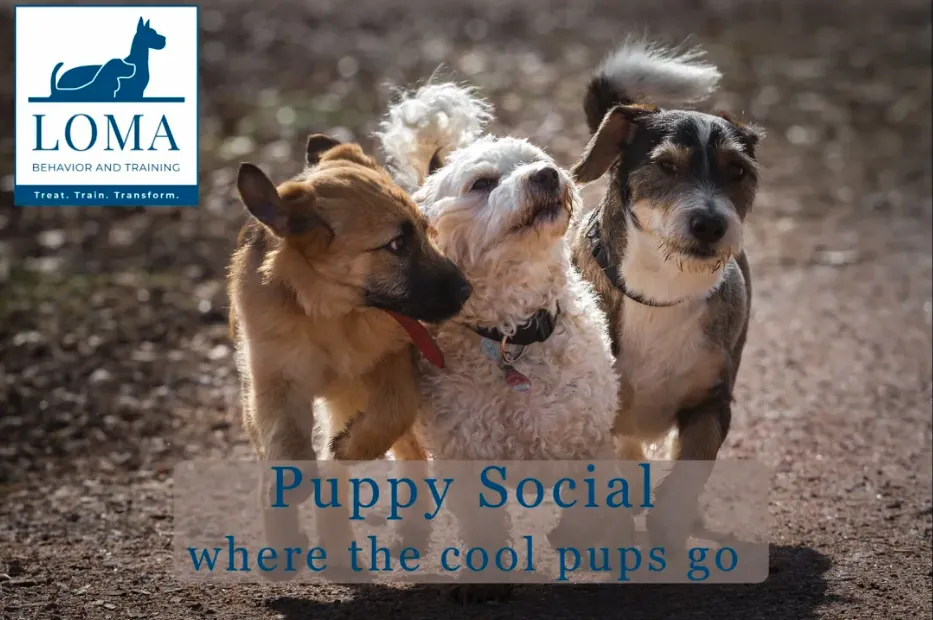 three puppies playing