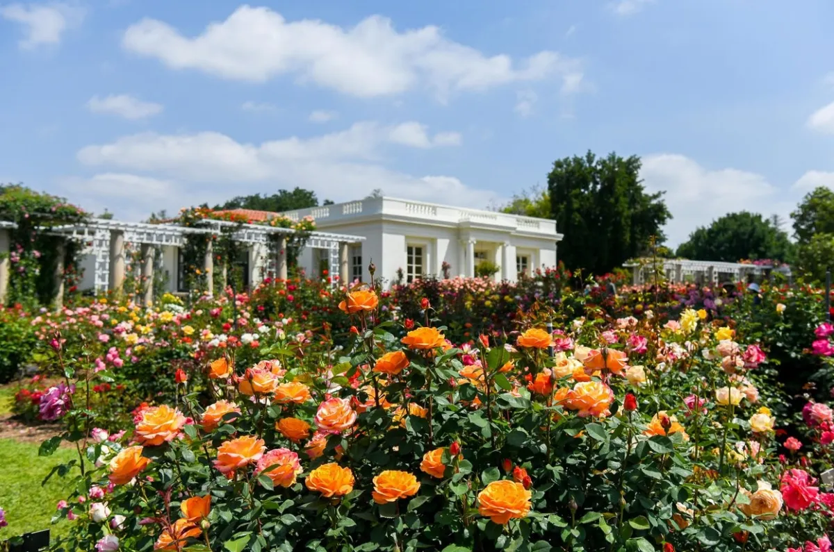 Huntington Library Park in San Marino, Ca.