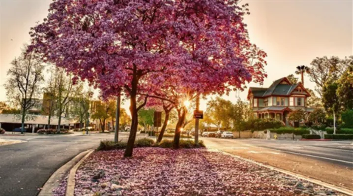 Claremont, California.