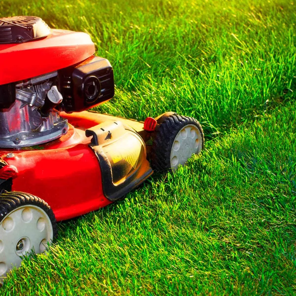 Push mowing service Banora Point front yard