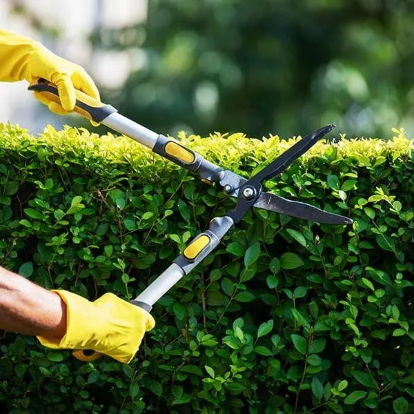Hedge pruning in Tweed Heads South front garden