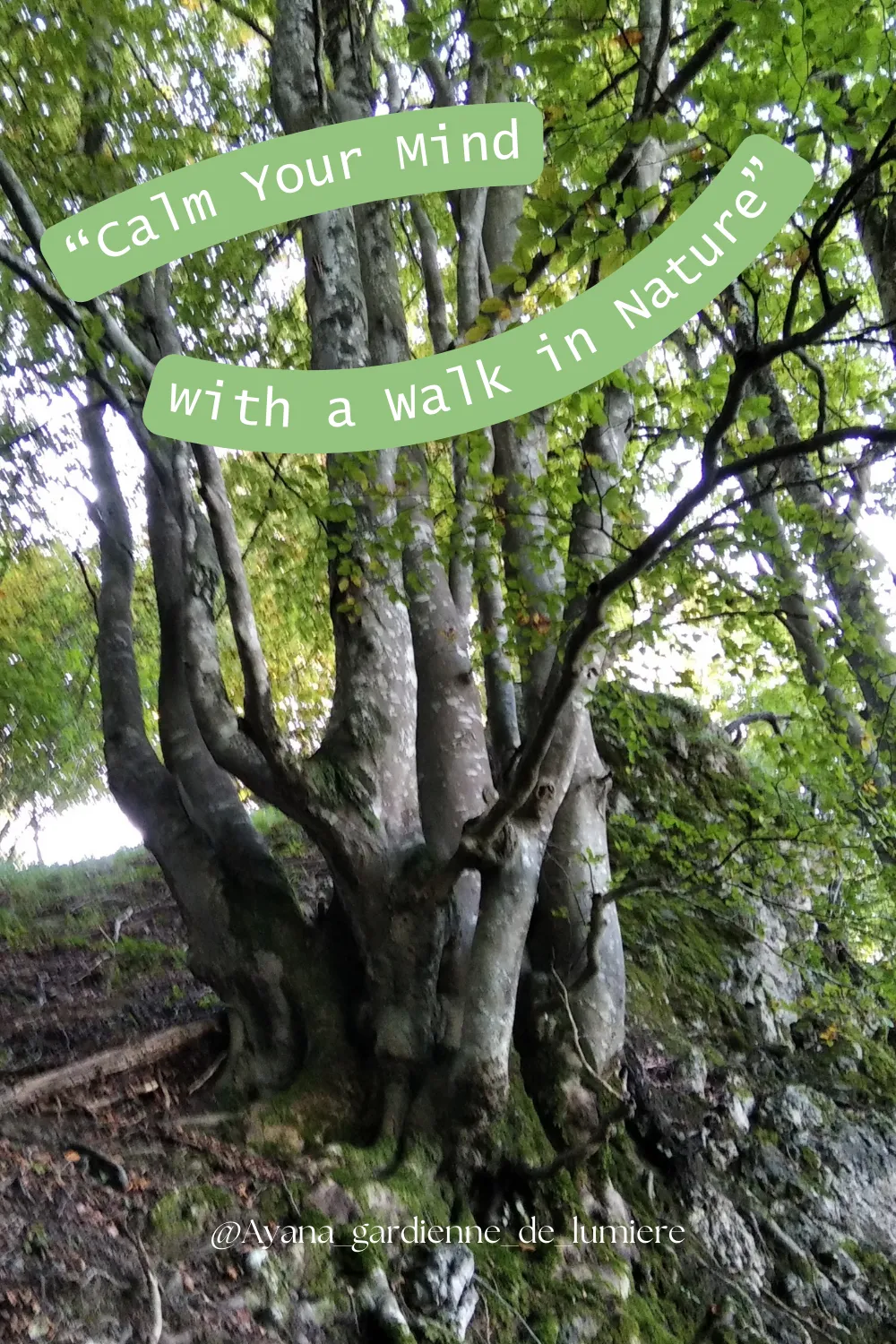 Why Nature Soothes the Nervous System