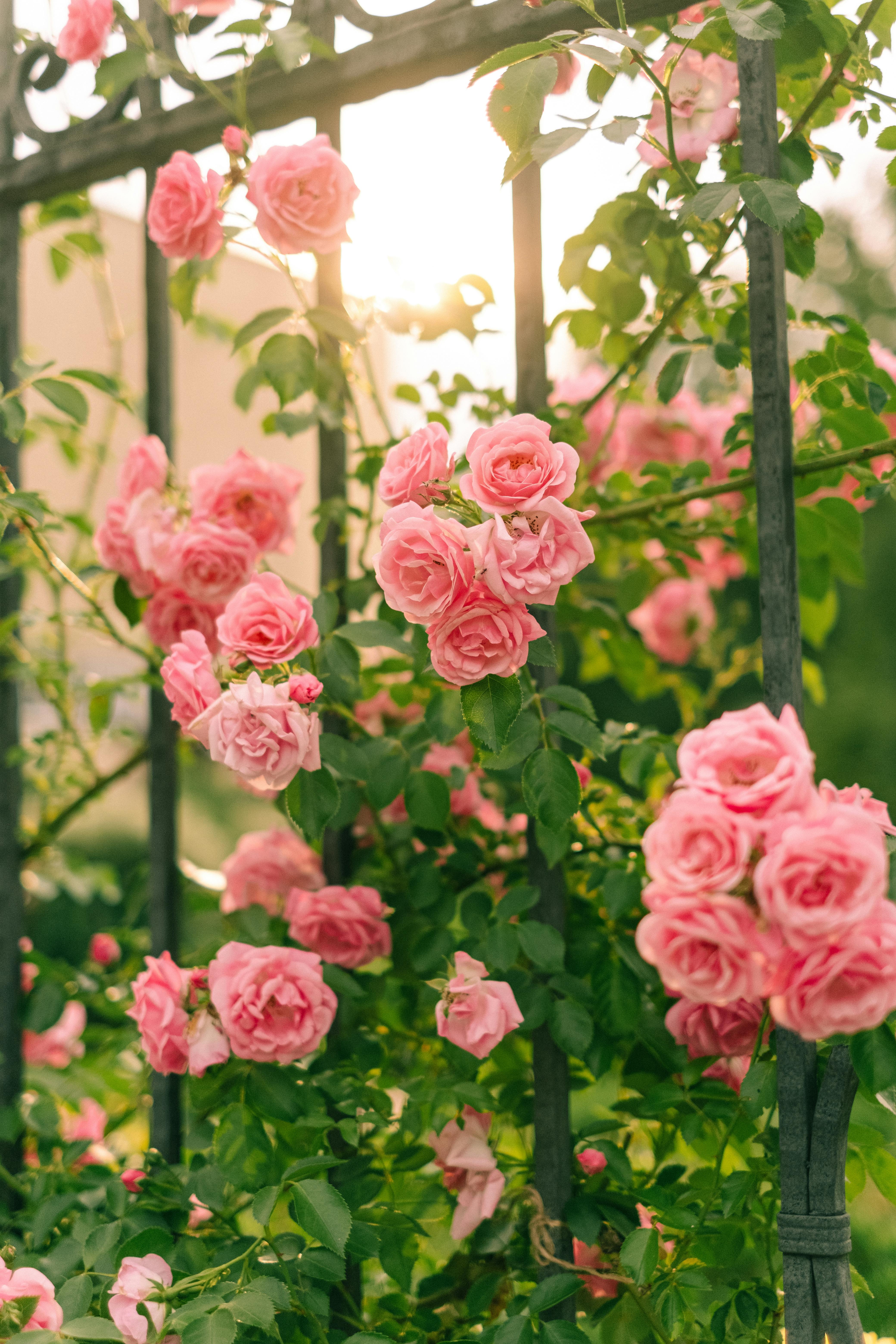 About Roses and the Divine Union