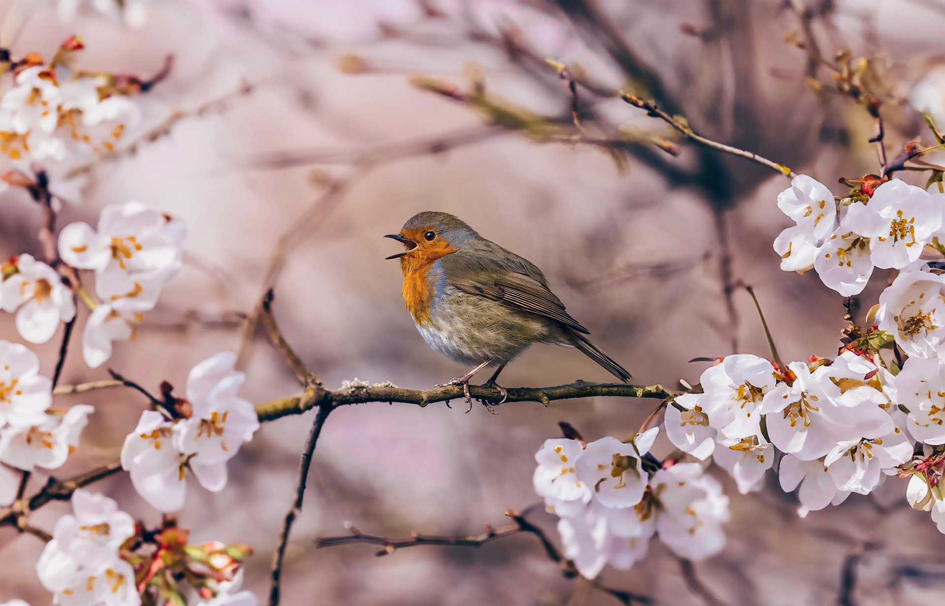 Robin