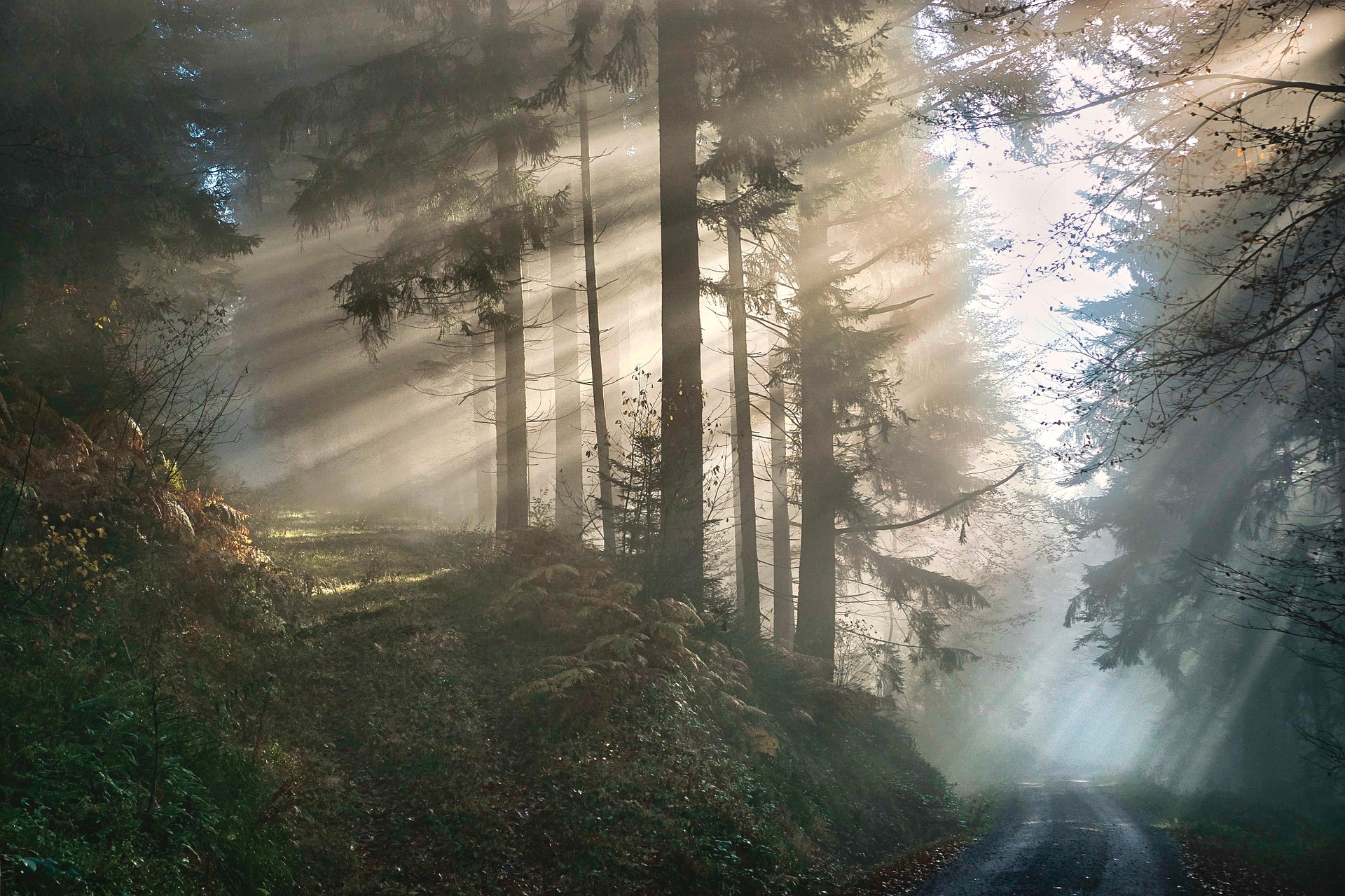 trees