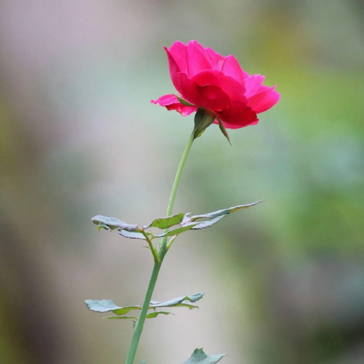 rose blooming