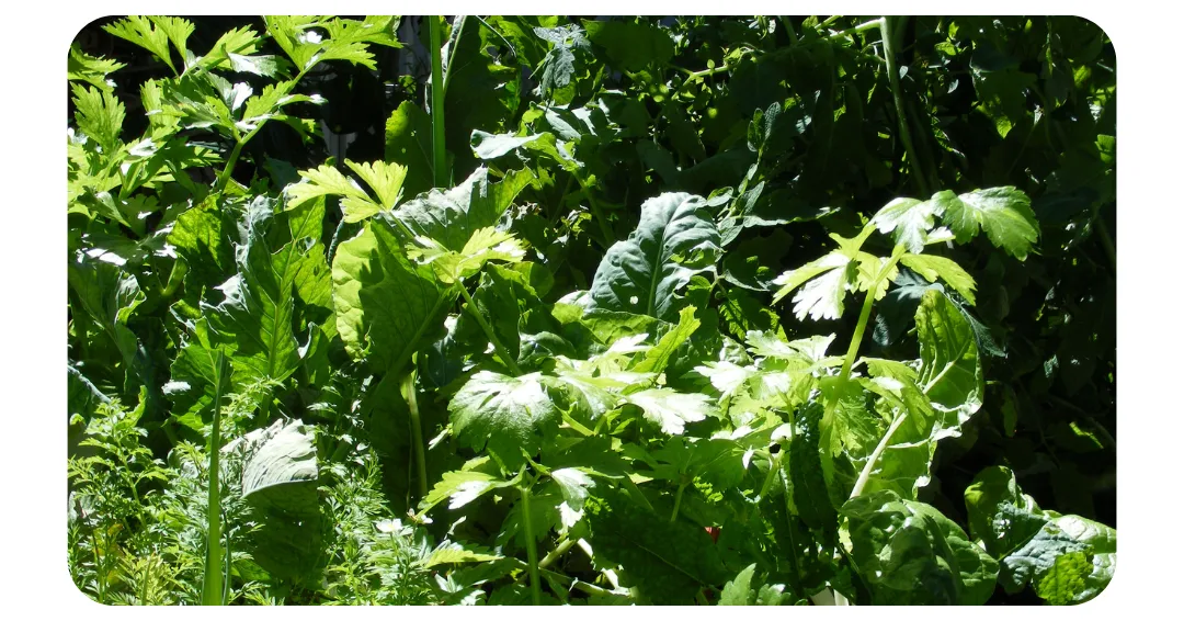 aquaponics vegetable garden