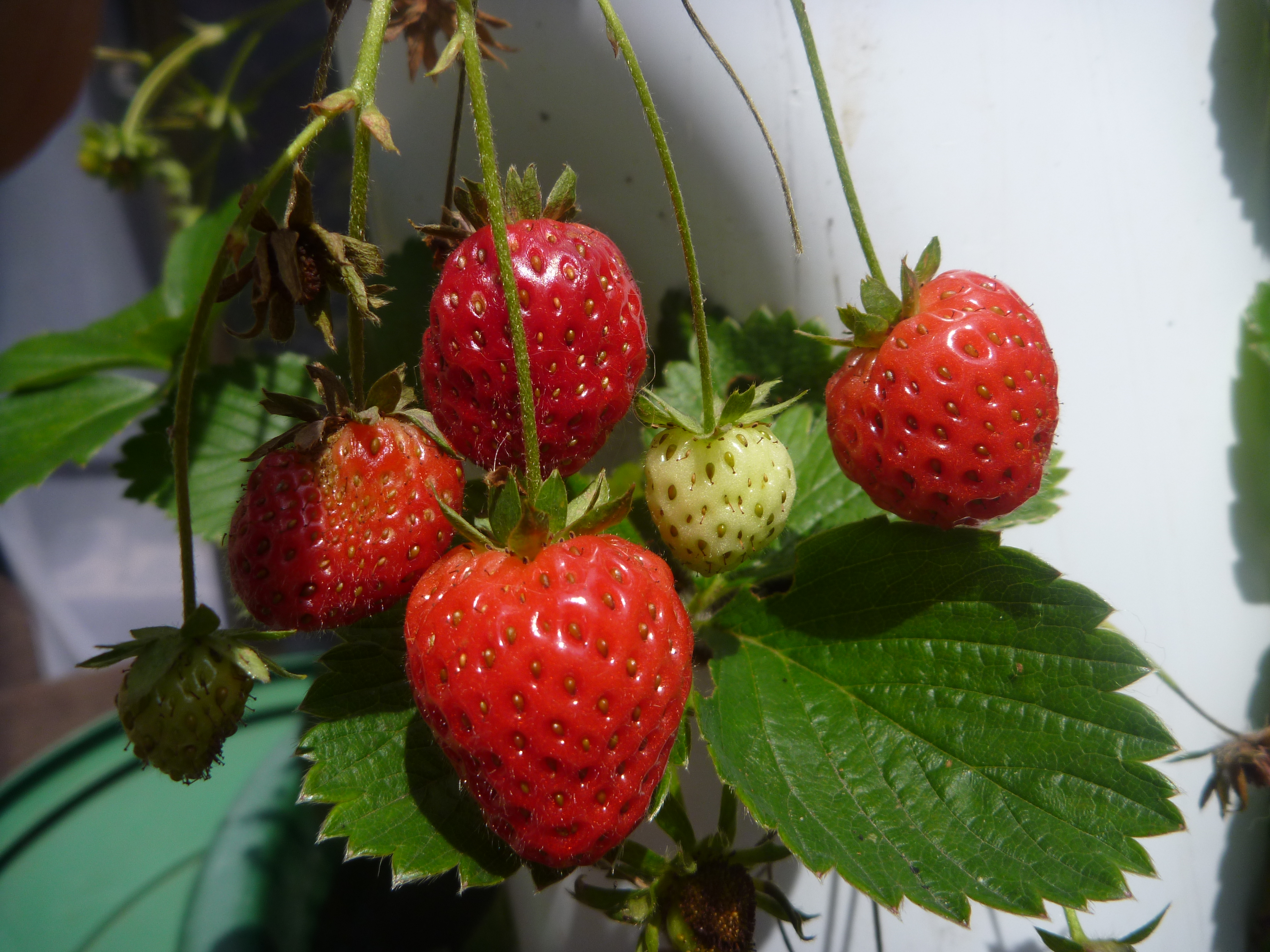 growing strawberries with aquaponics