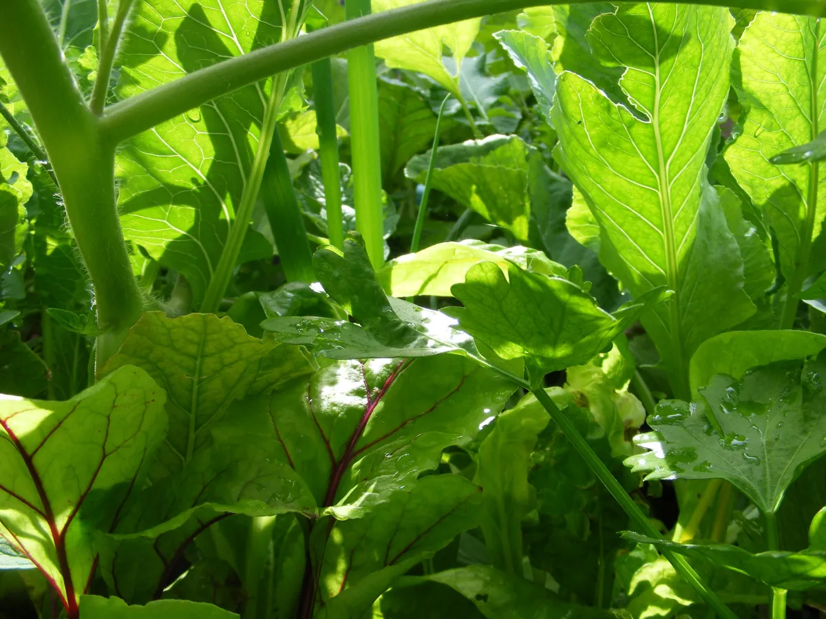 growing vegetable garden