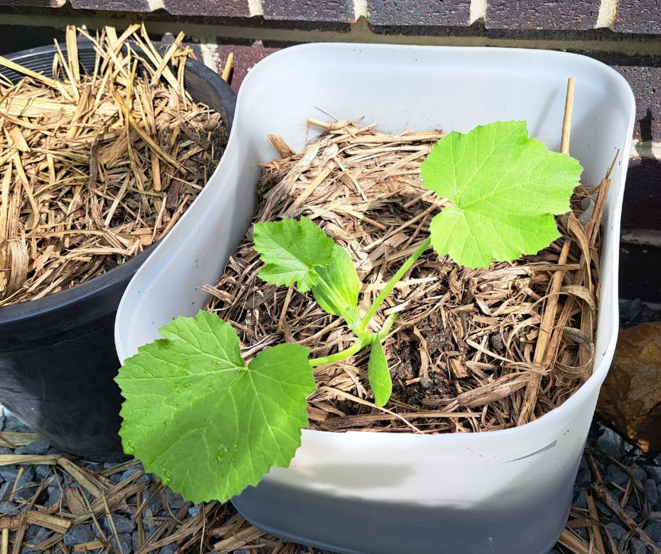 grow vegetables in containers