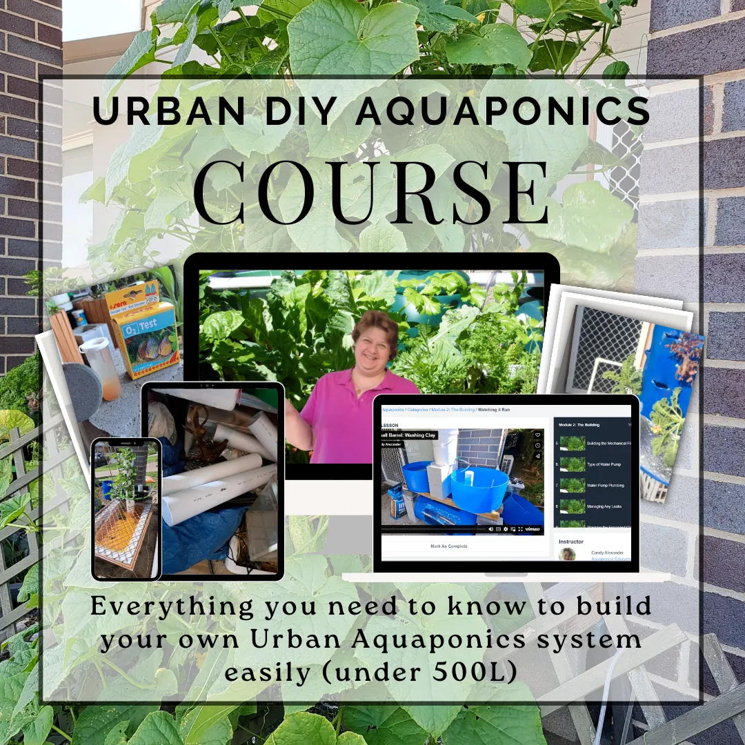Urban DIY aquaponics course