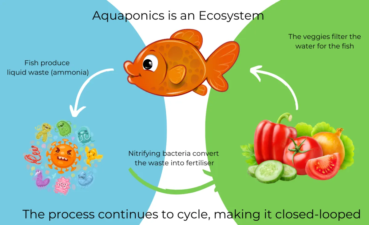 aquaponics ecosystem diagram