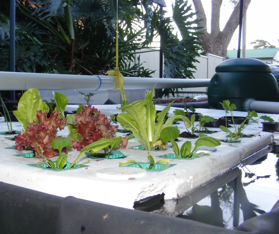 backyard aquaponics system and aeroponics system