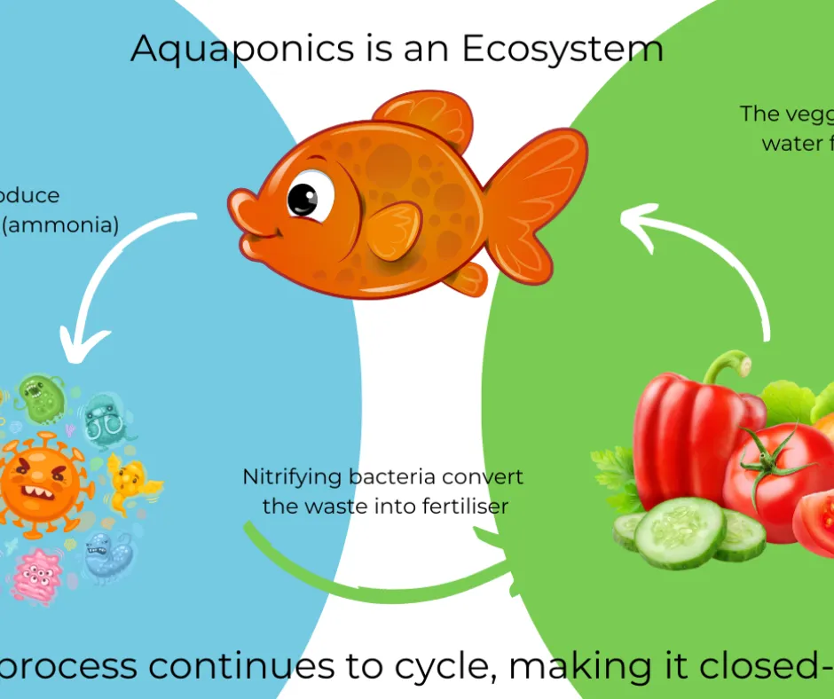 aquaponics ecosystem