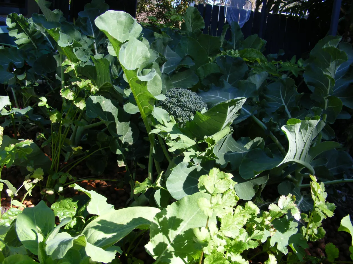 Fresh vegetables growing in a backyard aquaponics grow bed