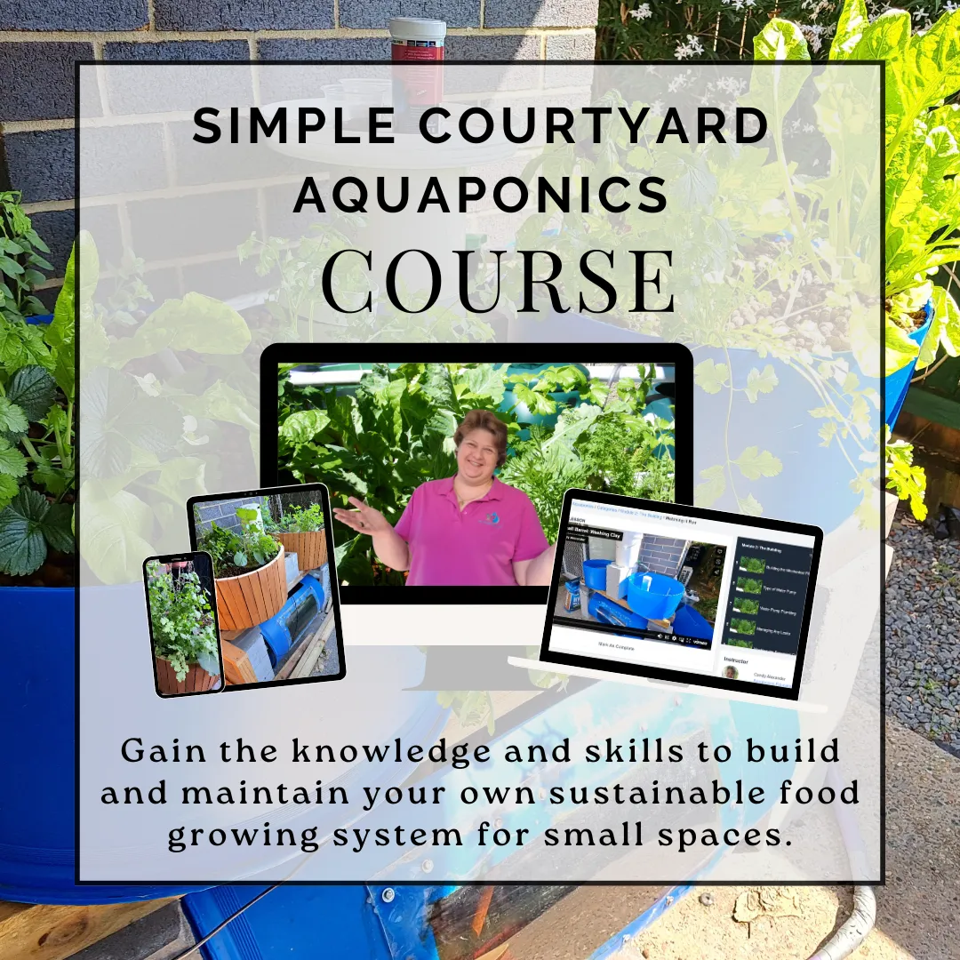 Simple courtyard aquaponics course