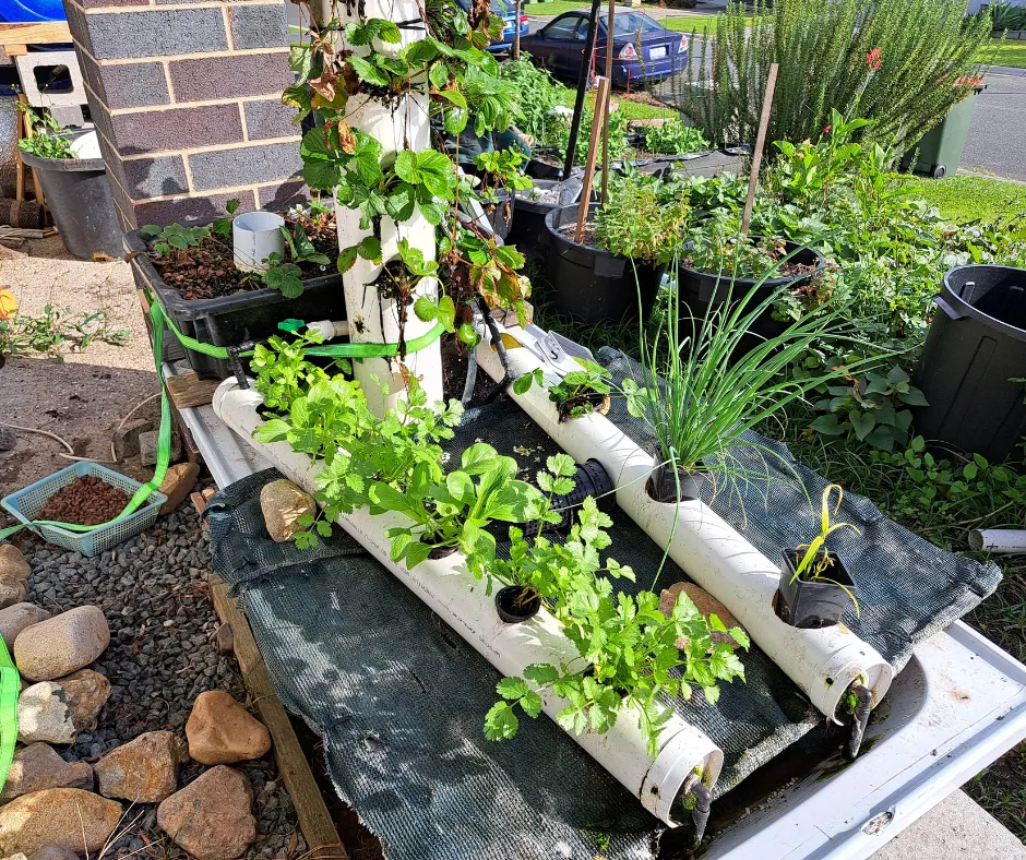 easy recycled aquaponics system