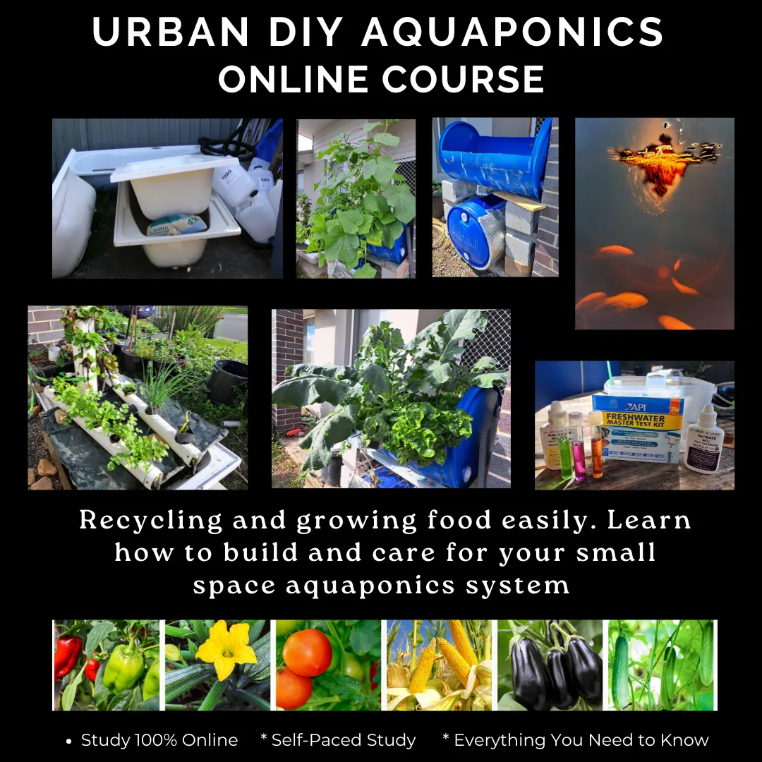 Urban DIY aquaponics course