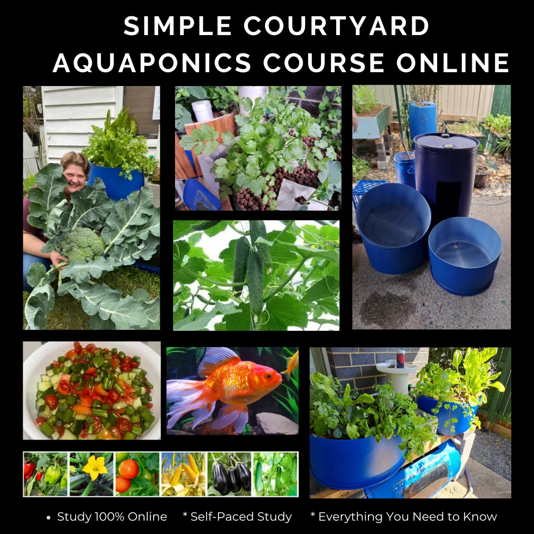 Simple courtyard aquaponics course