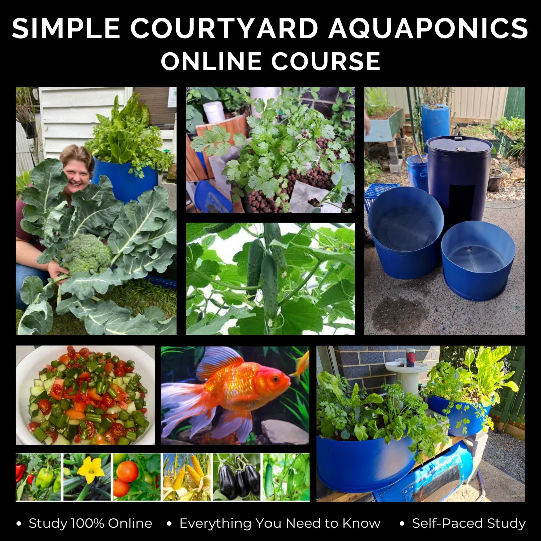 simple courtyard aquaponics course