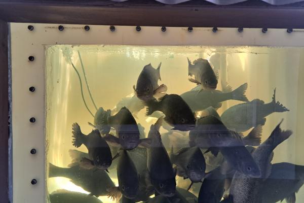 Healthy silver perch in a backyard aquaponics system