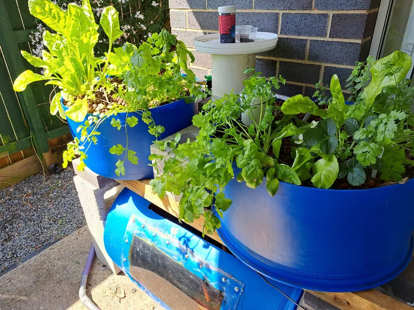 Simple backyard aquaponics system built using affordable materials