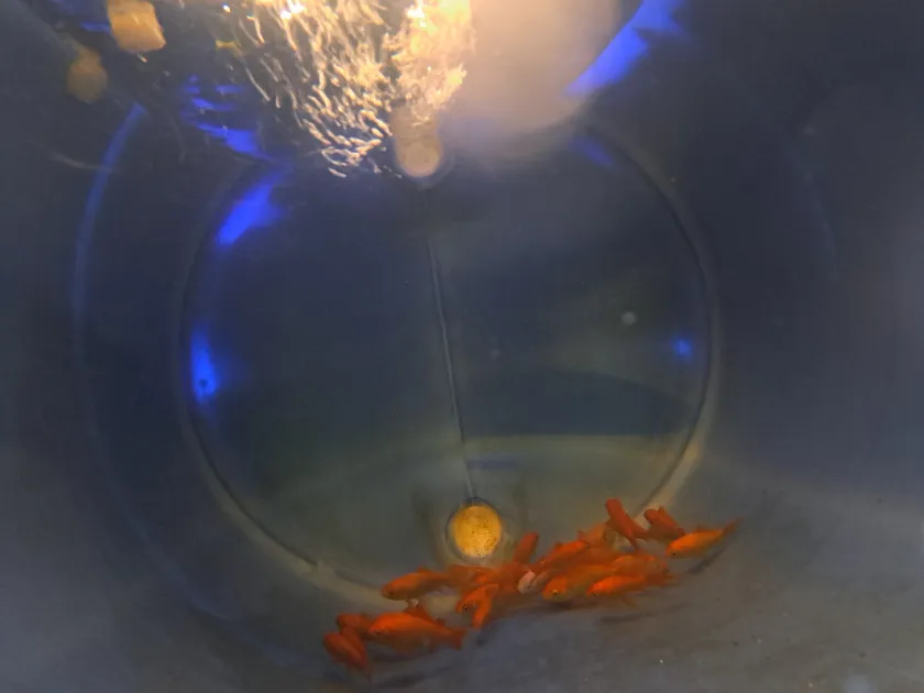 goldfish in a backyard aquaponics fish tank